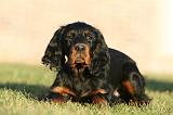 SETTER GORDON 031